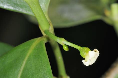 福木用途|福木 (Garcinia multiflora)